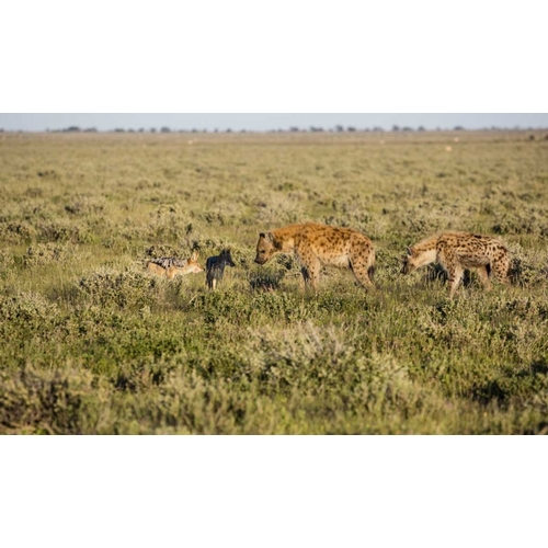 Namibia Hyenas and black-backed jackals eating